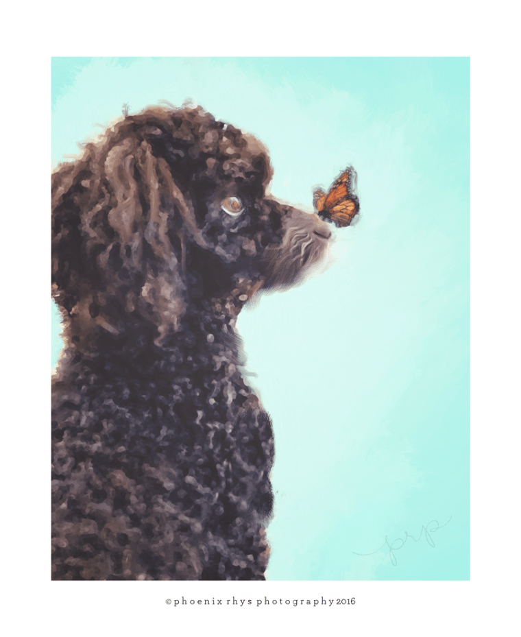 Louie-Butterfly-bullard-tx-dog-painting